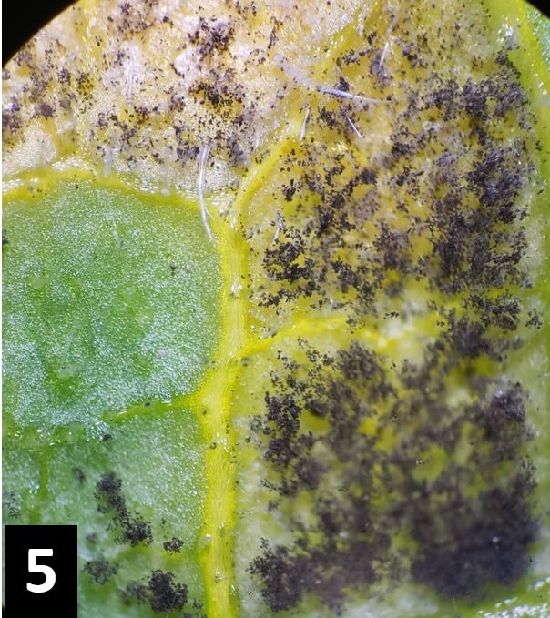 underside of the leaf with the dark “mold” of the downy mildew pathogen